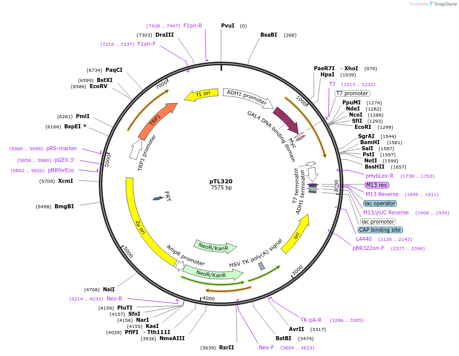 168381-plasmid-map-sequence-id-349656