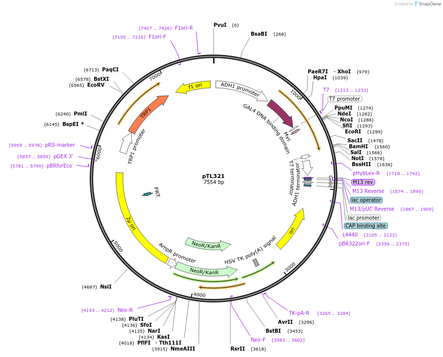 168382-plasmid-map-sequence-id-349658