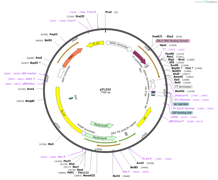 168383-plasmid-map-sequence-id-349660