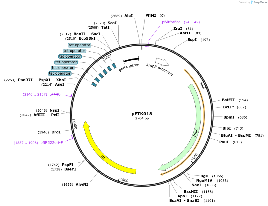 171290-plasmid-map-sequence-id-349664