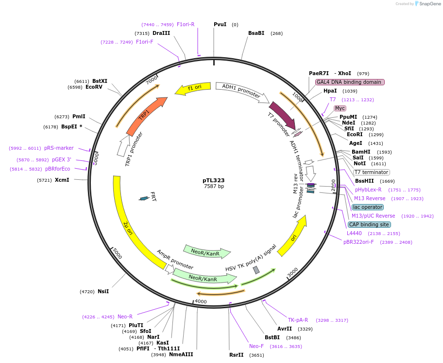 168384-plasmid-map-sequence-id-349665