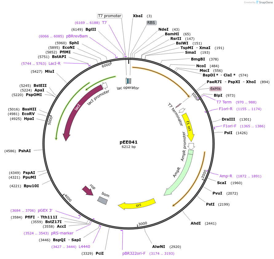 176798-plasmid-map-sequence-id-349671