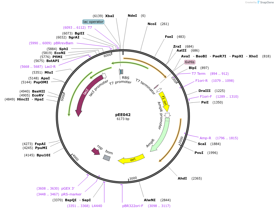176799-plasmid-map-sequence-id-349672