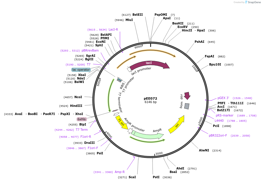 176829-plasmid-map-sequence-id-349680