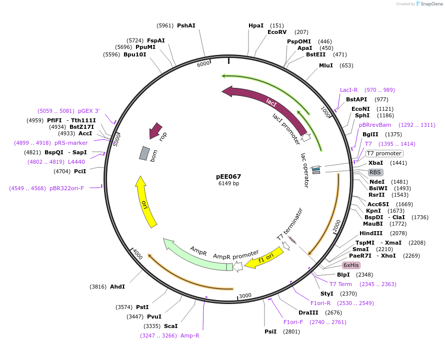 176824-plasmid-map-sequence-id-349685
