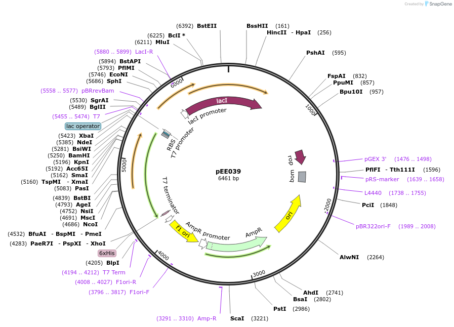 176796-plasmid-map-sequence-id-349688