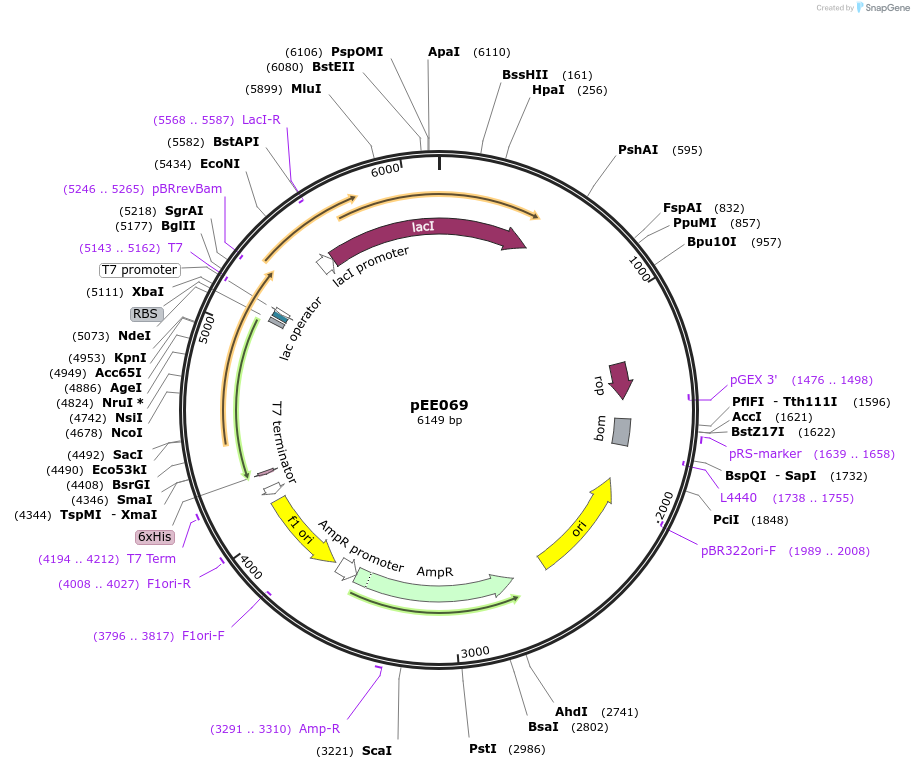 176826-plasmid-map-sequence-id-349689