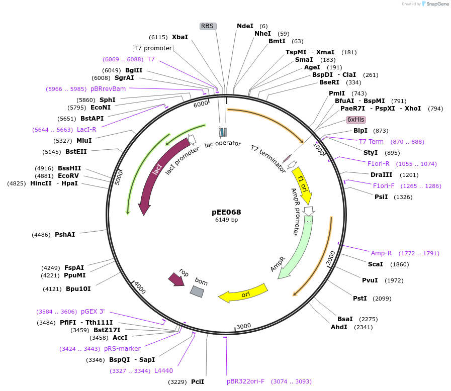 176825-plasmid-map-sequence-id-349691