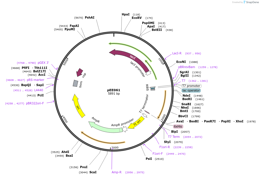 176818-plasmid-map-sequence-id-349692