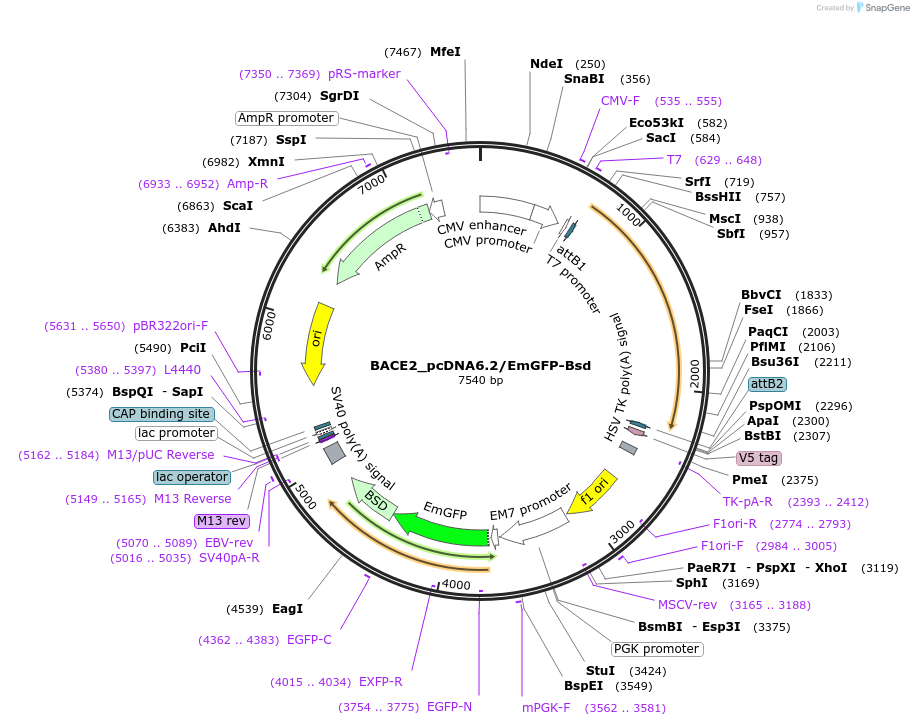 176942-plasmid-map-sequence-id-349696