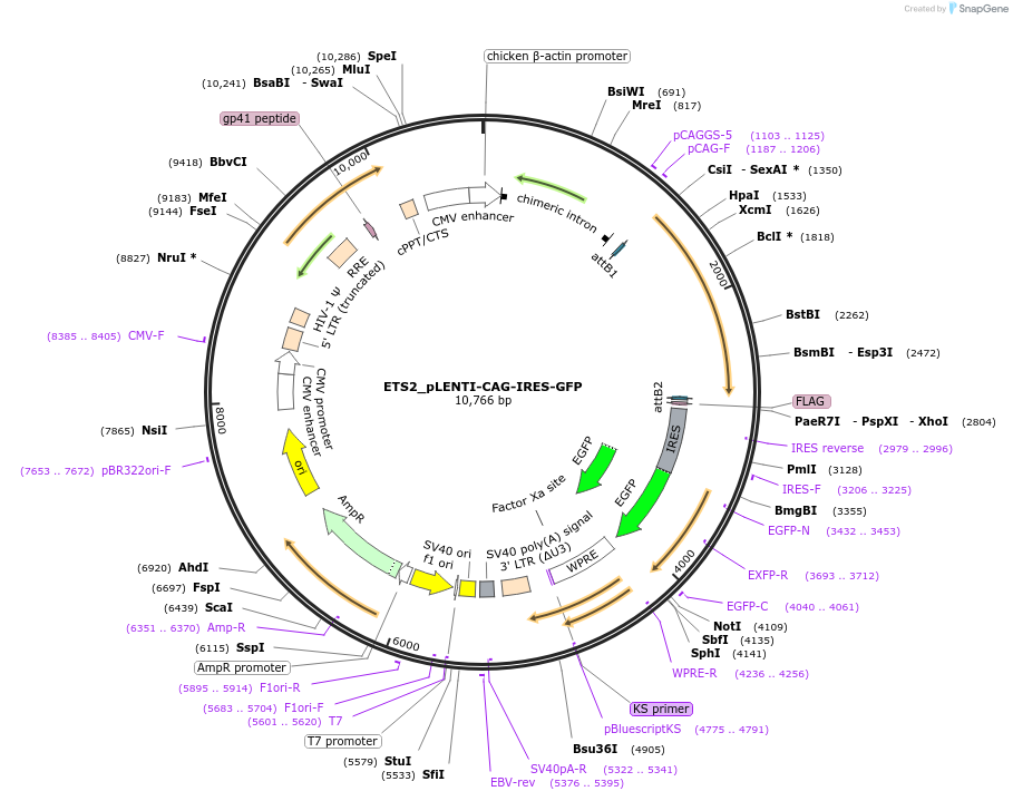 177005-plasmid-map-sequence-id-349699