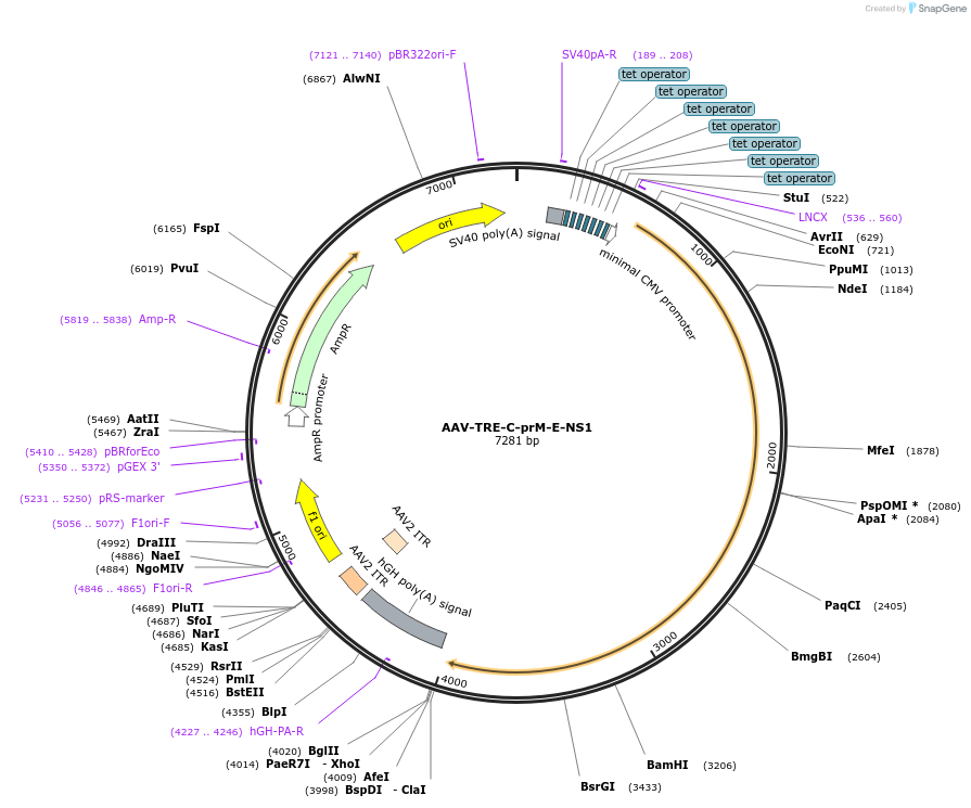 175277-plasmid-map-sequence-id-349701