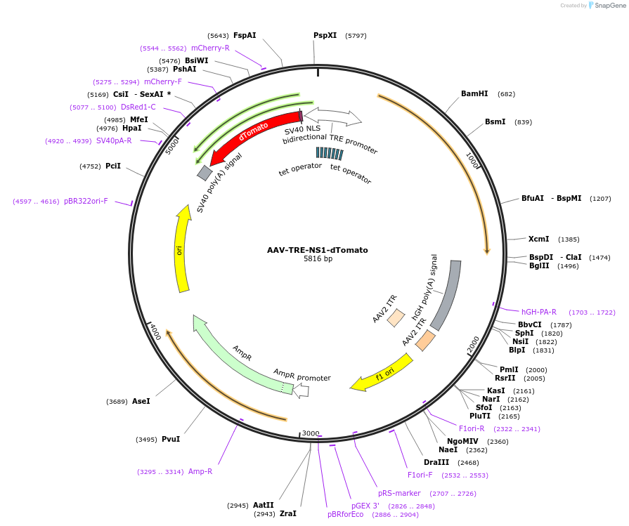 175278-plasmid-map-sequence-id-349702