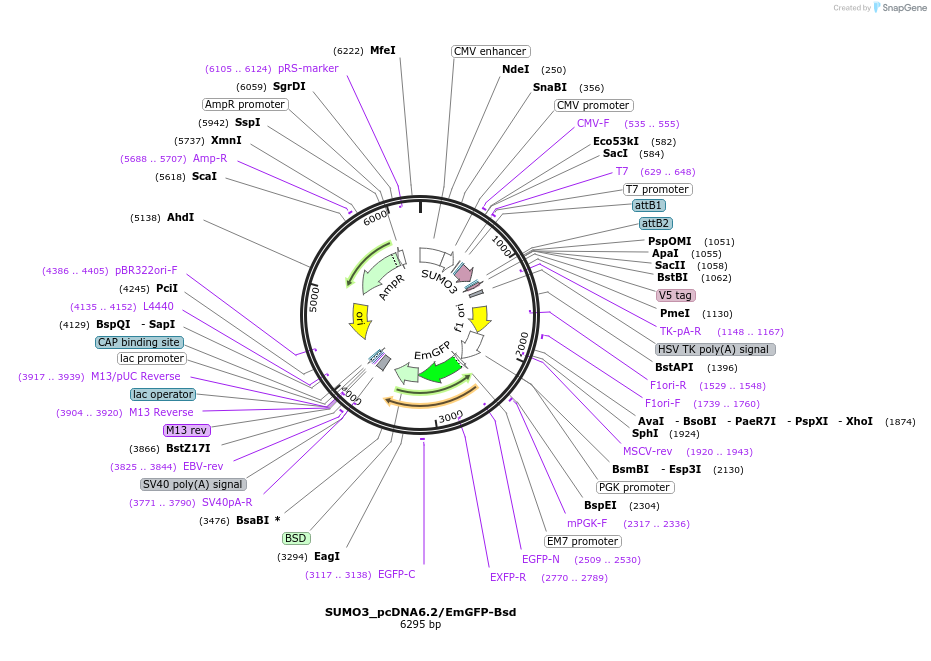 176949-plasmid-map-sequence-id-349704