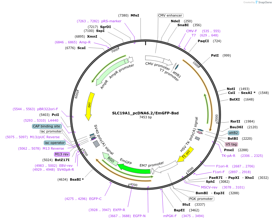 176951-plasmid-map-sequence-id-349705