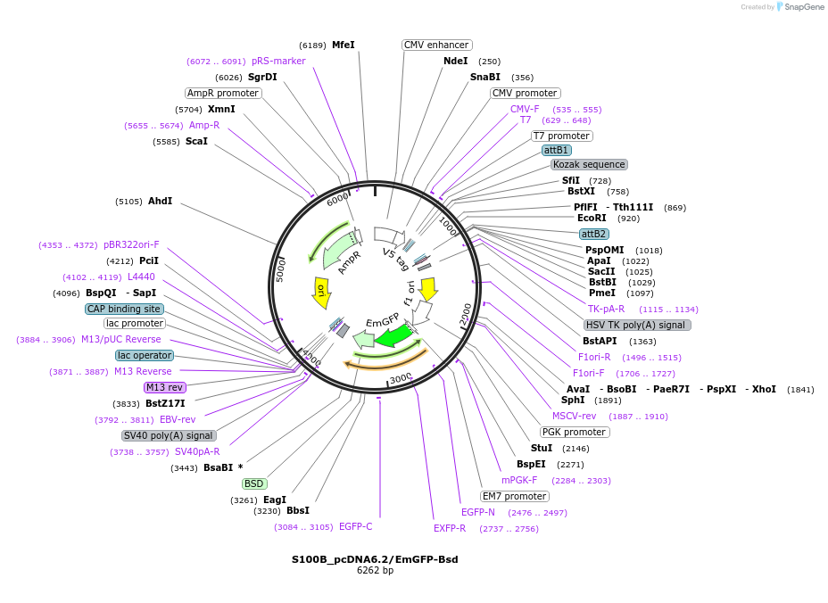 176952-plasmid-map-sequence-id-349706