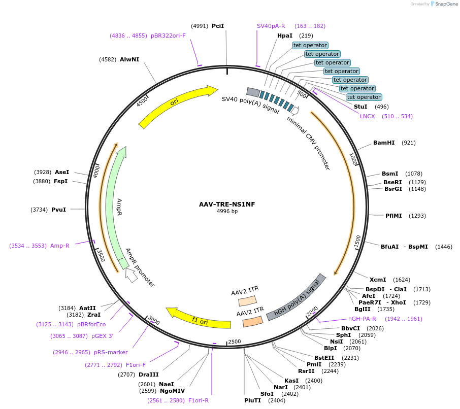 175279-plasmid-map-sequence-id-349709