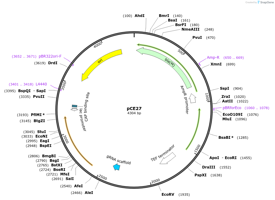 174405-plasmid-map-sequence-id-349710