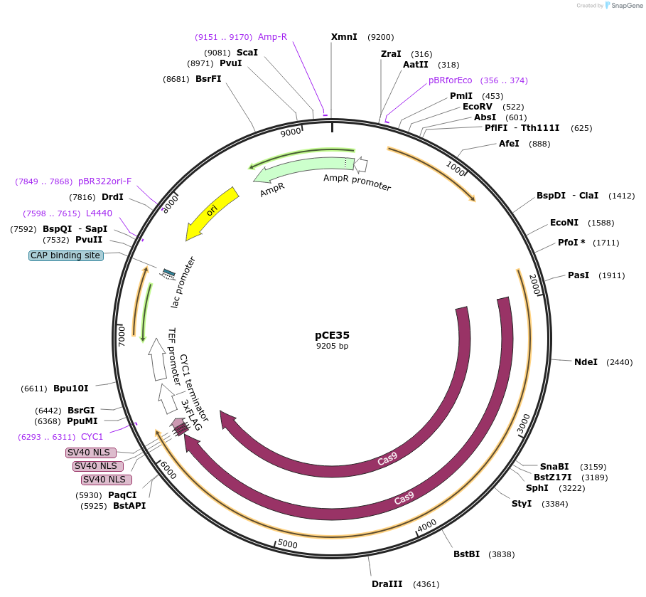 174409-plasmid-map-sequence-id-349711