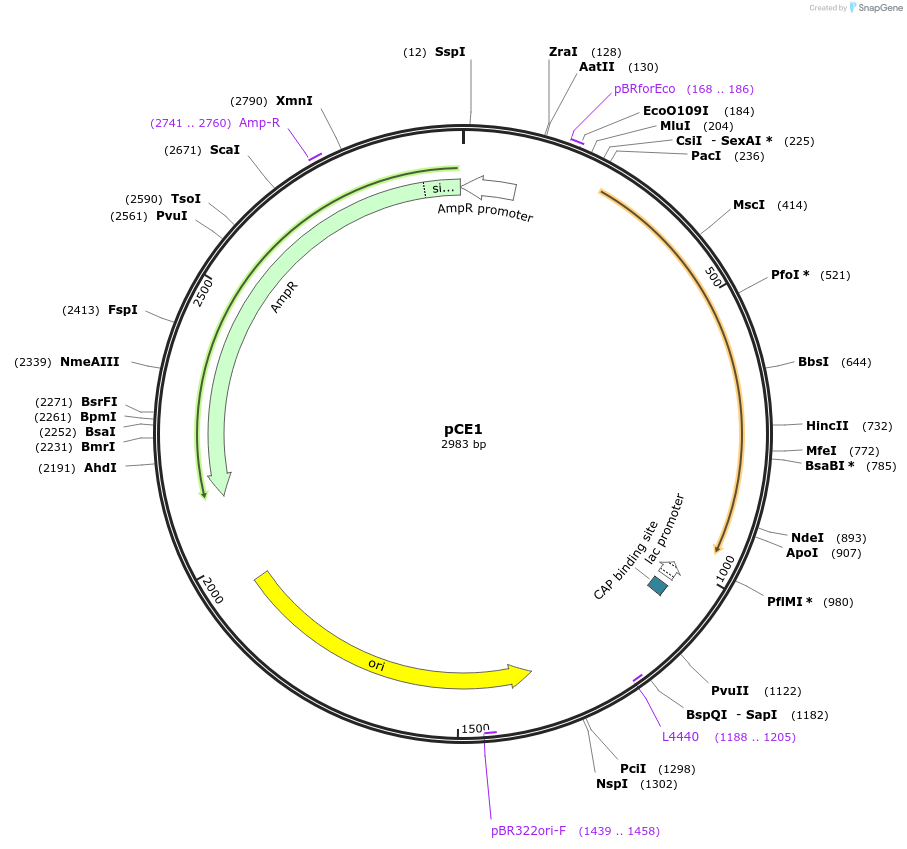 174434-plasmid-map-sequence-id-349722