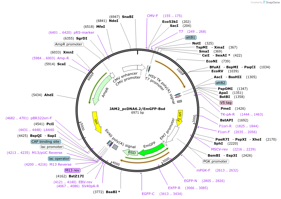 176966-plasmid-map-sequence-id-349724