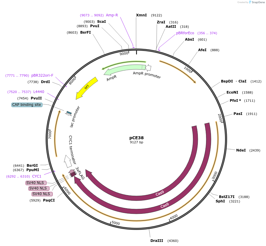 174432-plasmid-map-sequence-id-349725