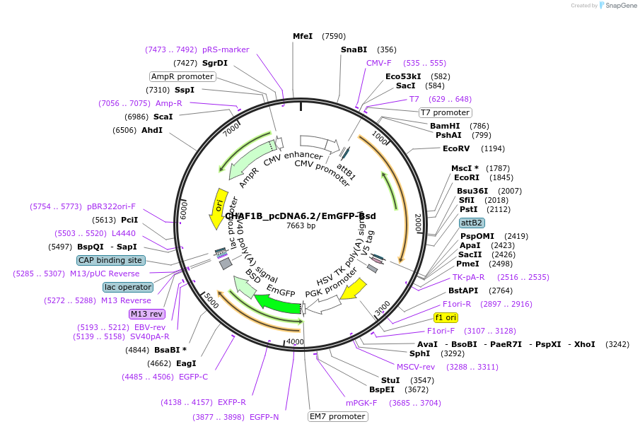 176969-plasmid-map-sequence-id-349728