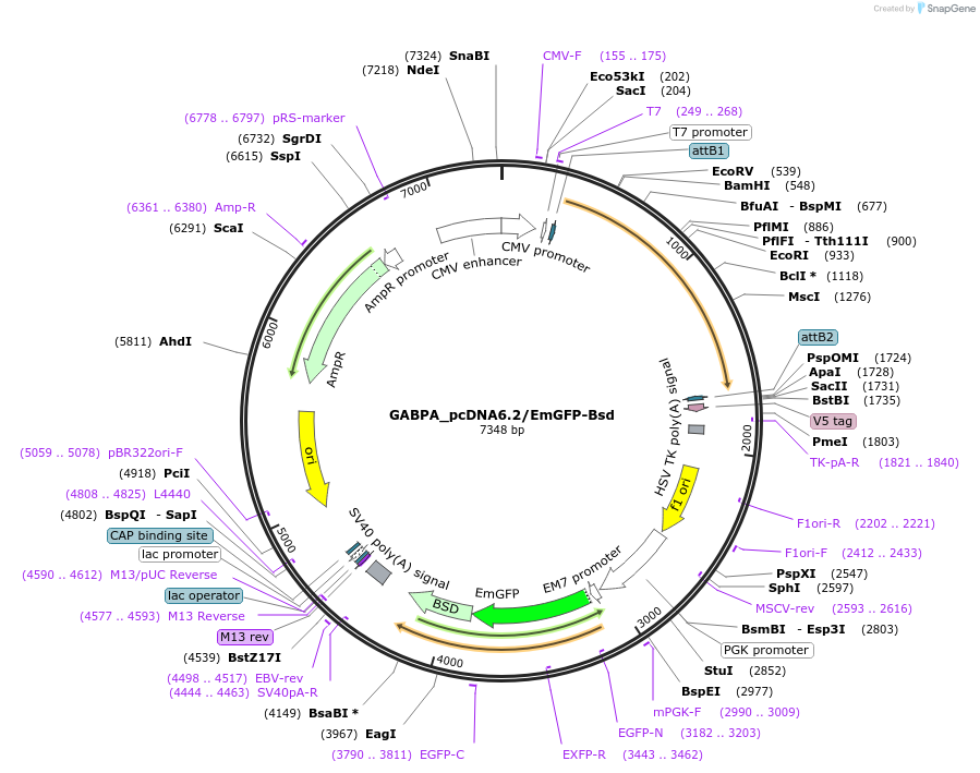 176970-plasmid-map-sequence-id-349729