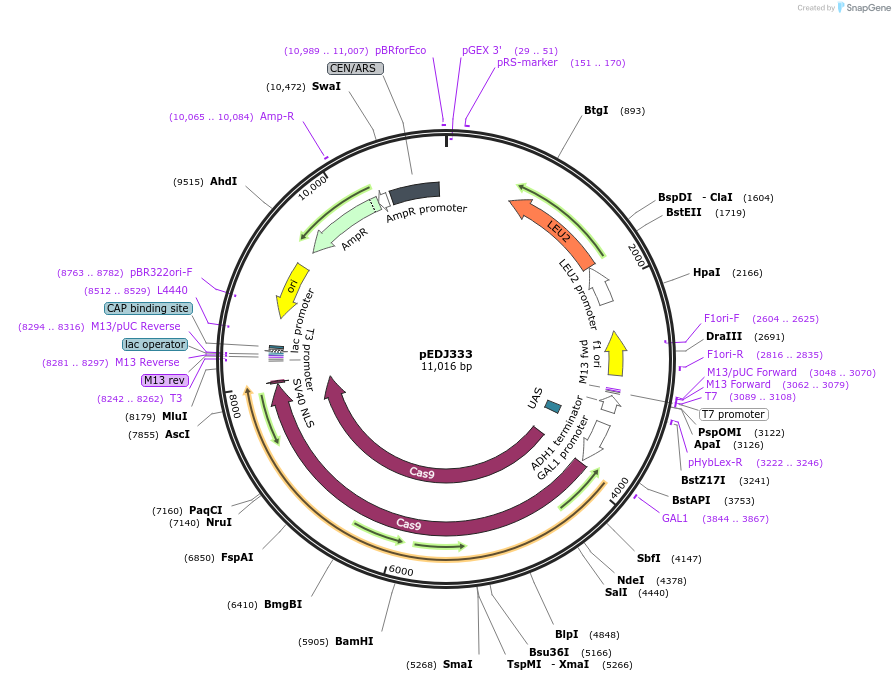 177272-plasmid-map-sequence-id-349765