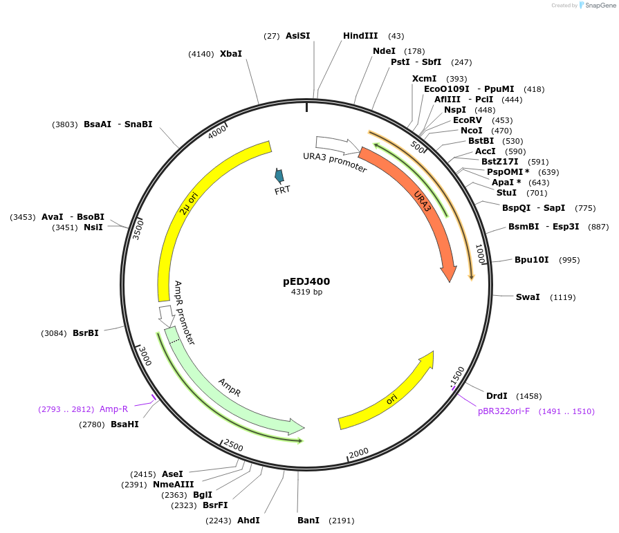 177269-plasmid-map-sequence-id-349766