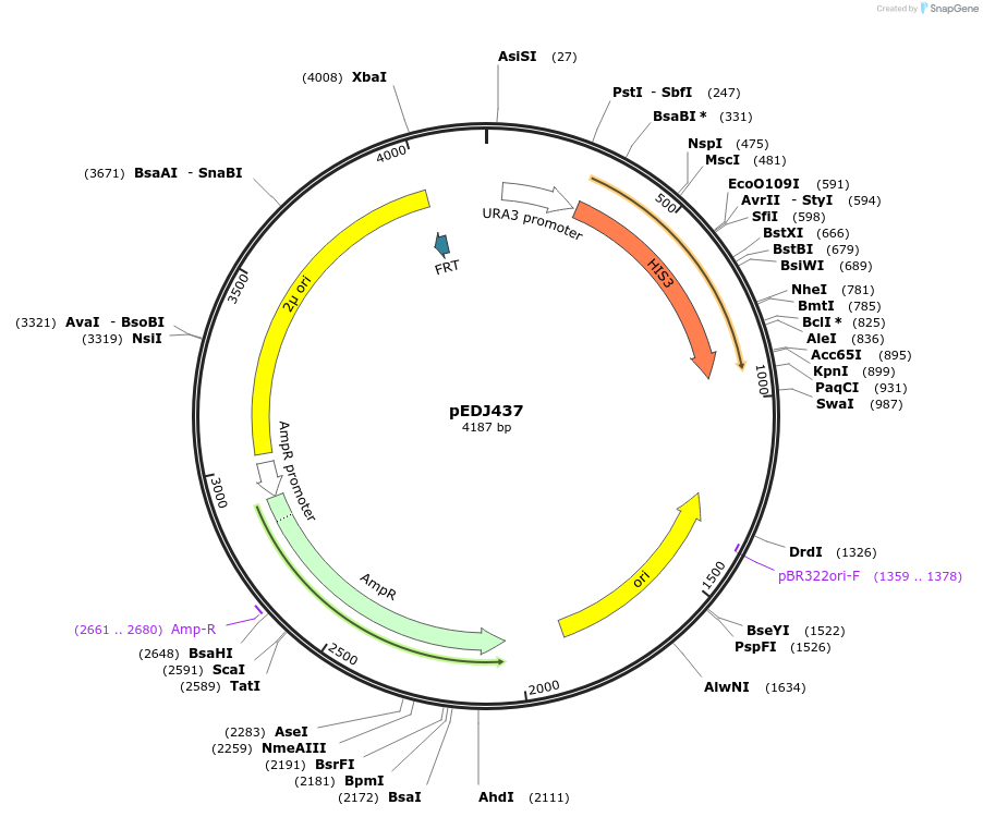 177270-plasmid-map-sequence-id-349767