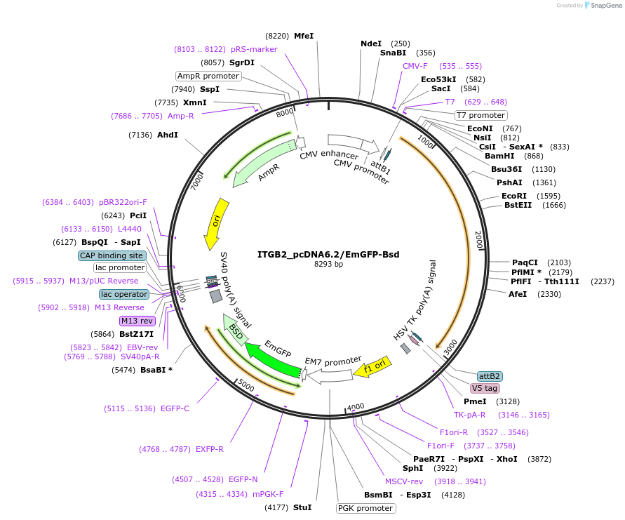 176983-plasmid-map-sequence-id-349771