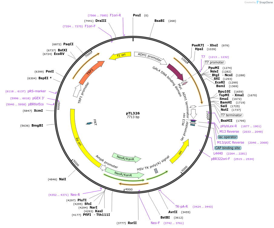 168387-plasmid-map-sequence-id-349779