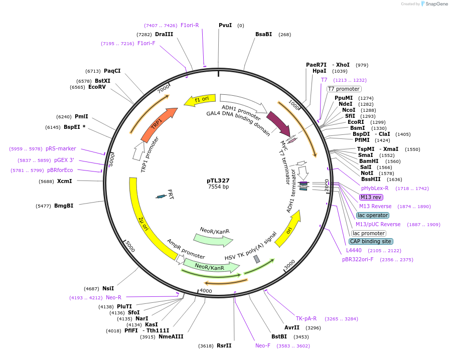 168388-plasmid-map-sequence-id-349781
