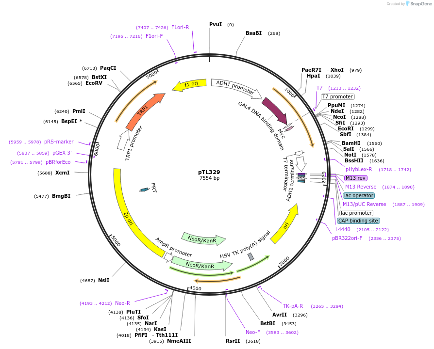 168390-plasmid-map-sequence-id-349783