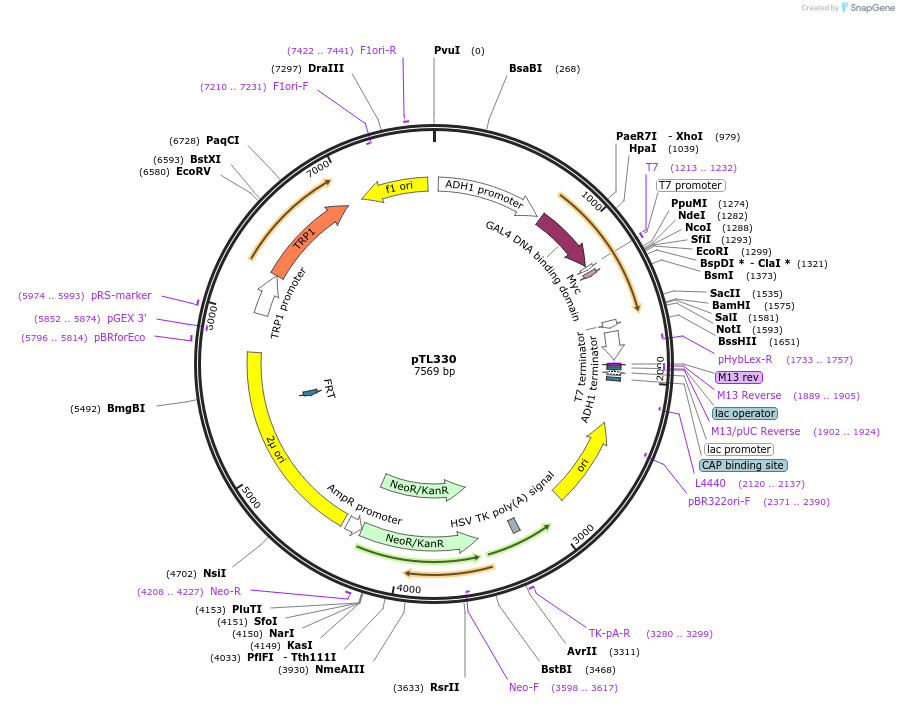 168391-plasmid-map-sequence-id-349784