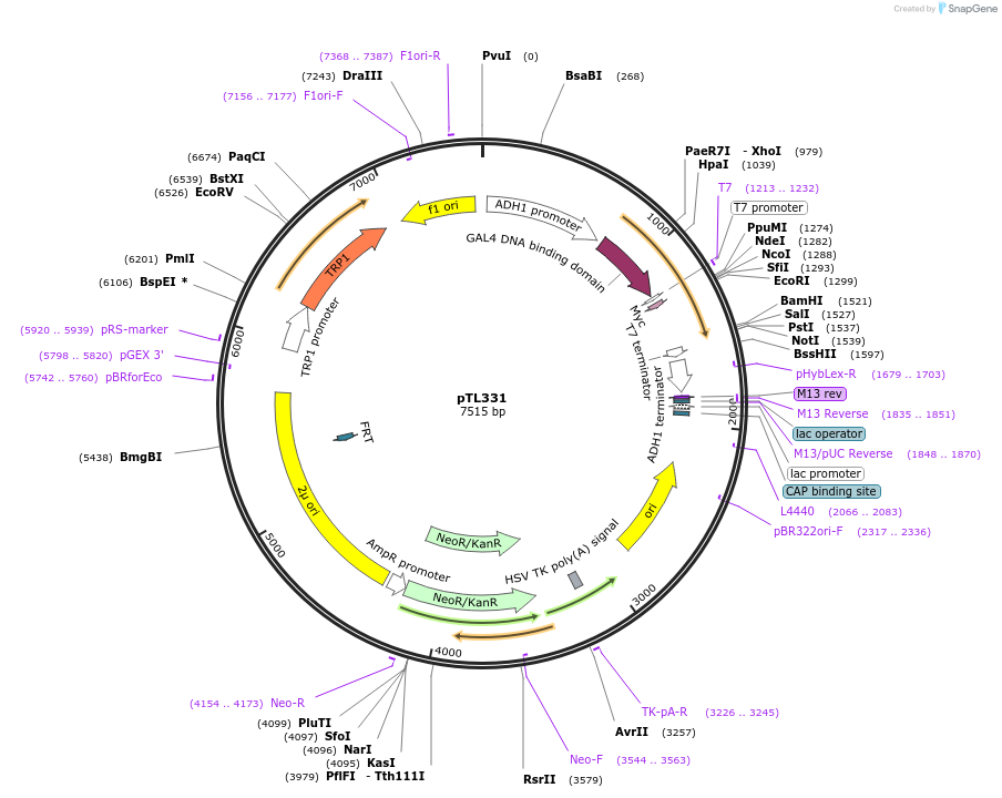 168392-plasmid-map-sequence-id-349786