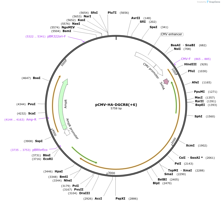 171541-plasmid-map-sequence-id-349788