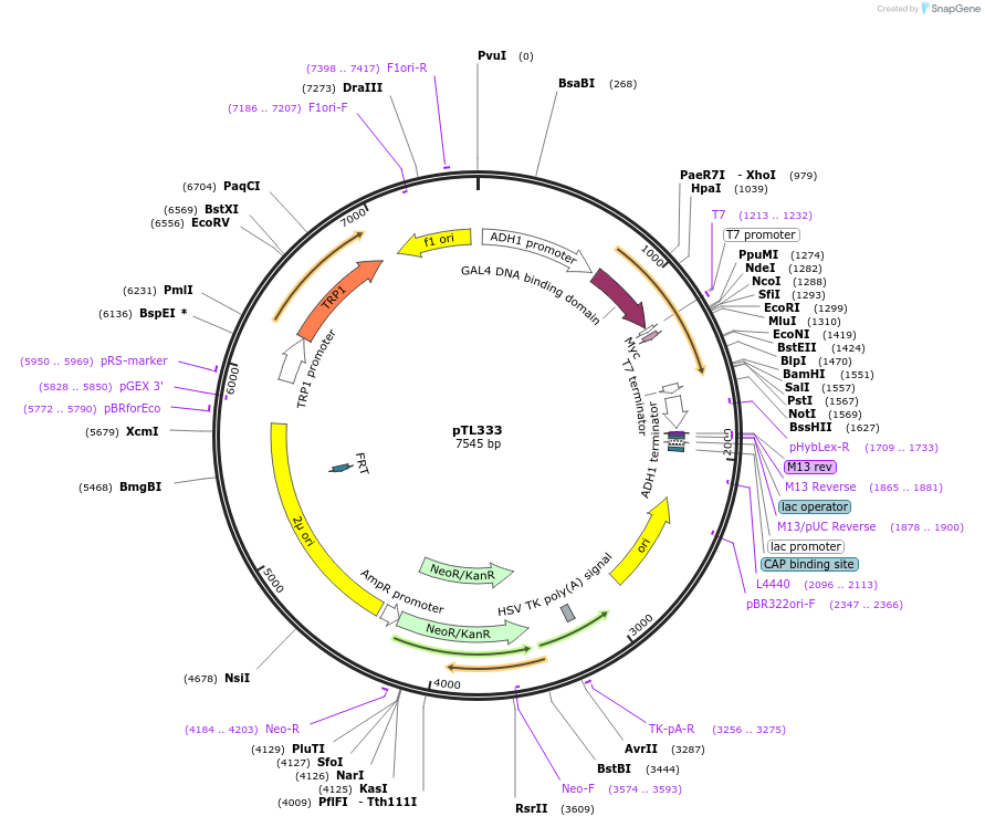 168394-plasmid-map-sequence-id-349789