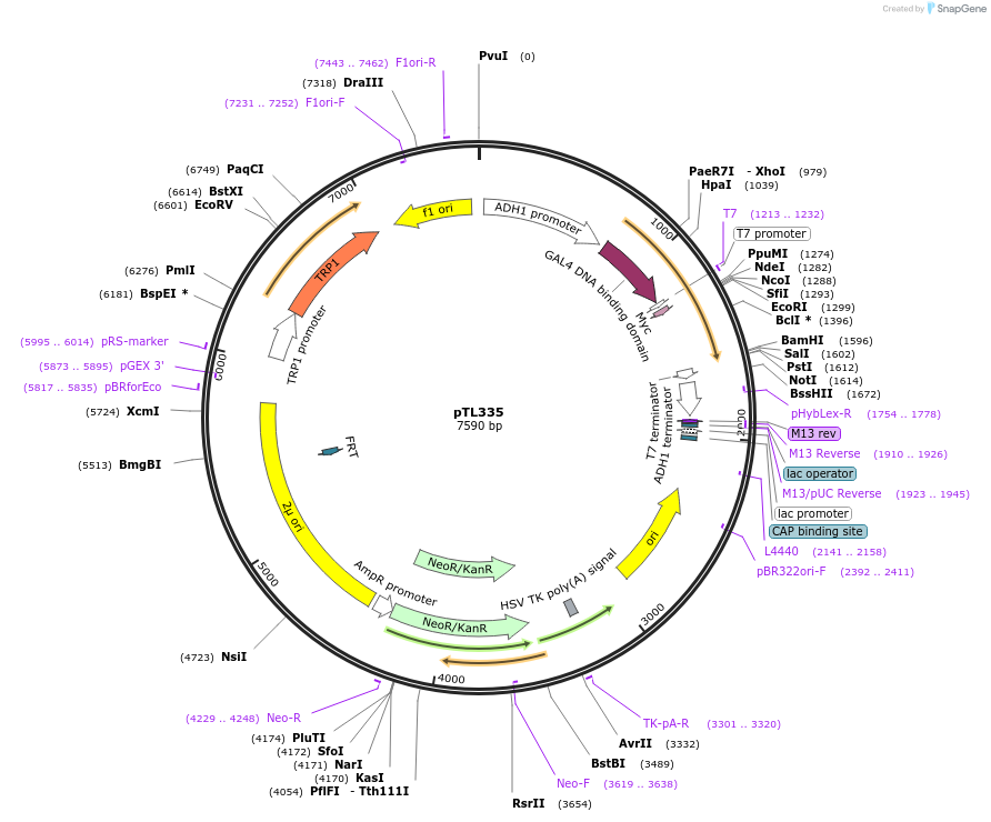 168397-plasmid-map-sequence-id-349793