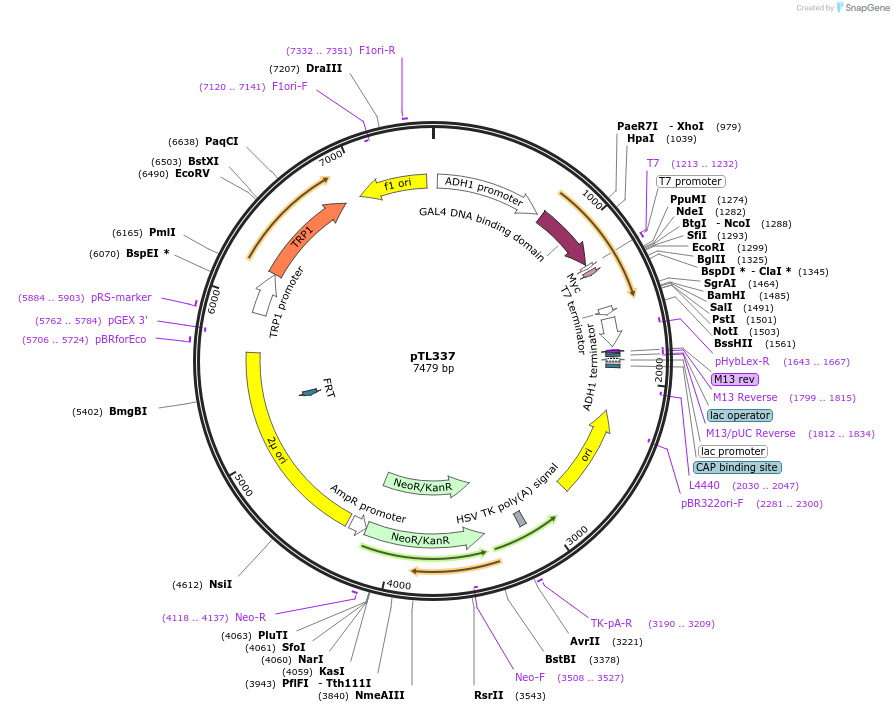 168398-plasmid-map-sequence-id-349794