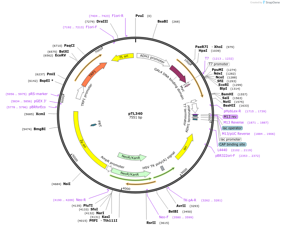 168401-plasmid-map-sequence-id-349797