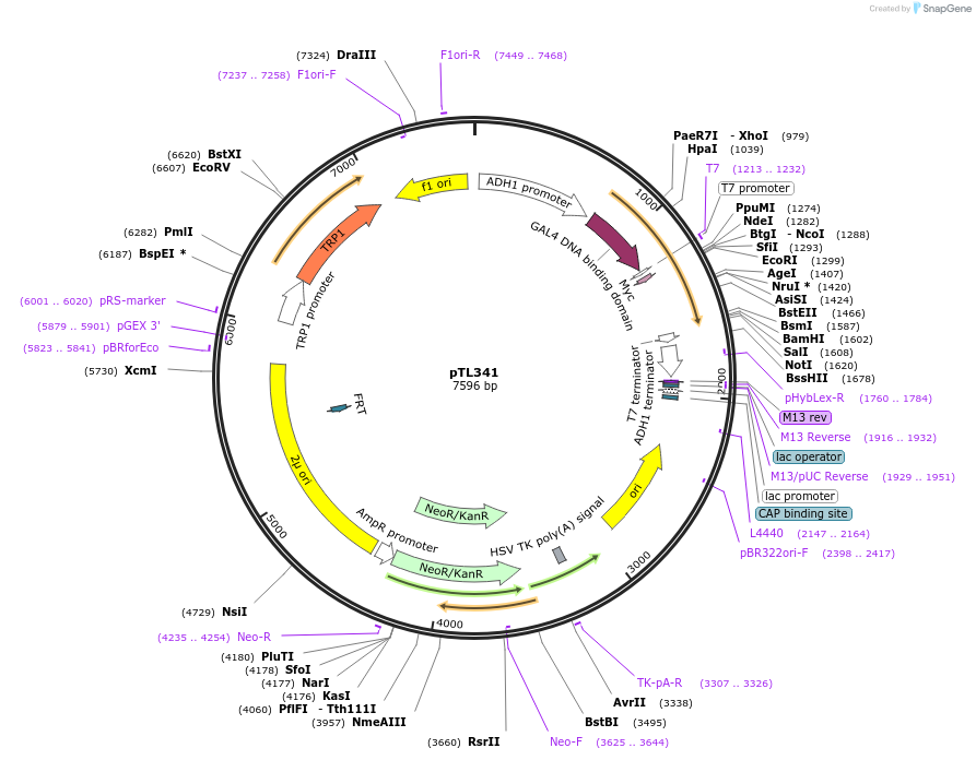 168402-plasmid-map-sequence-id-349798