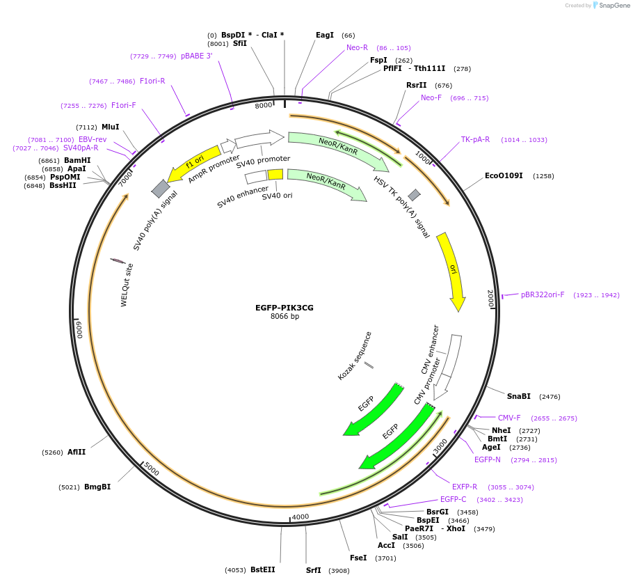 174189-plasmid-map-sequence-id-349799