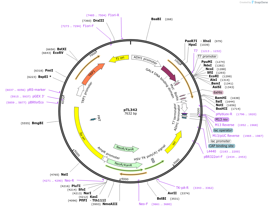 168403-plasmid-map-sequence-id-349800