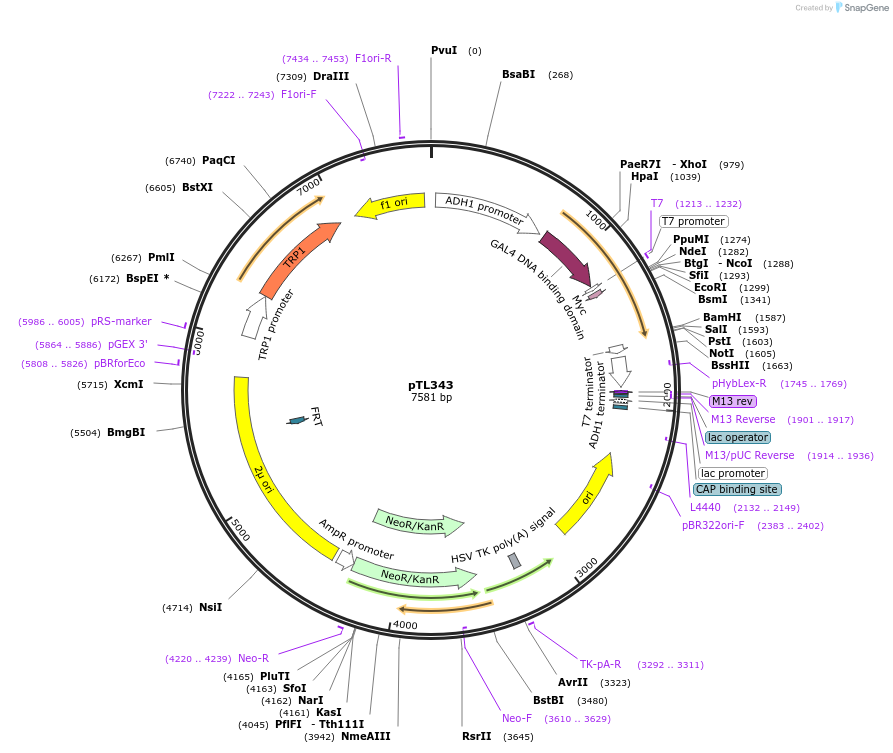 168404-plasmid-map-sequence-id-349801