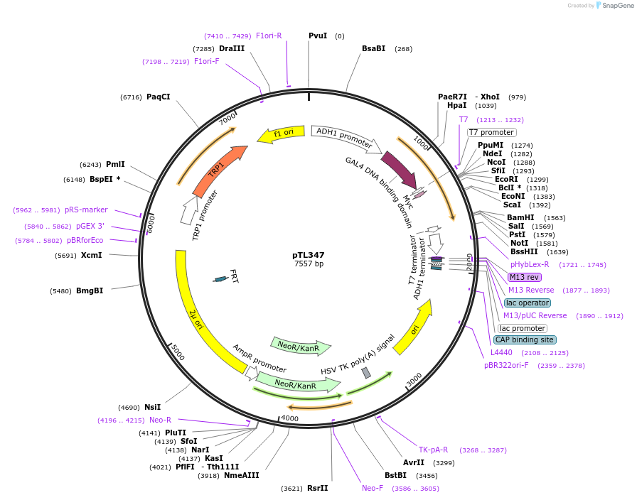 168408-plasmid-map-sequence-id-349809