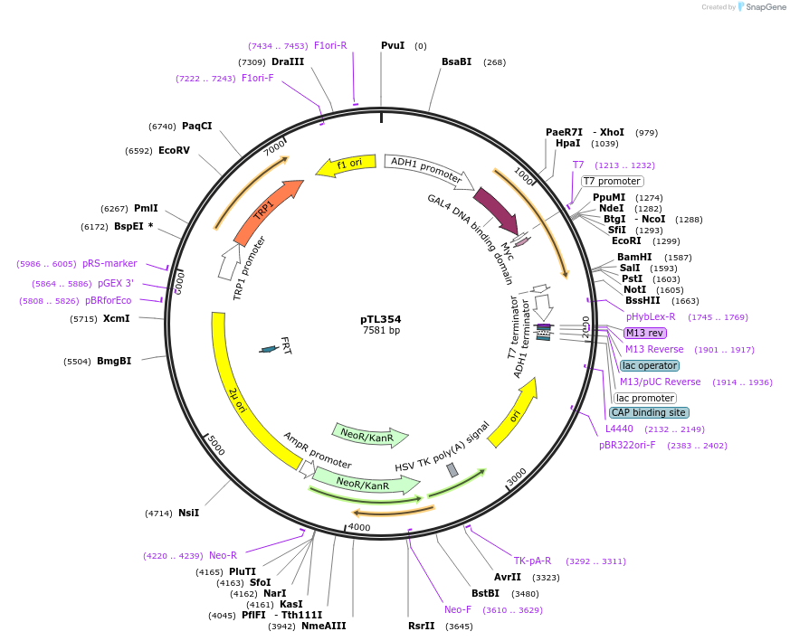168415-plasmid-map-sequence-id-349812