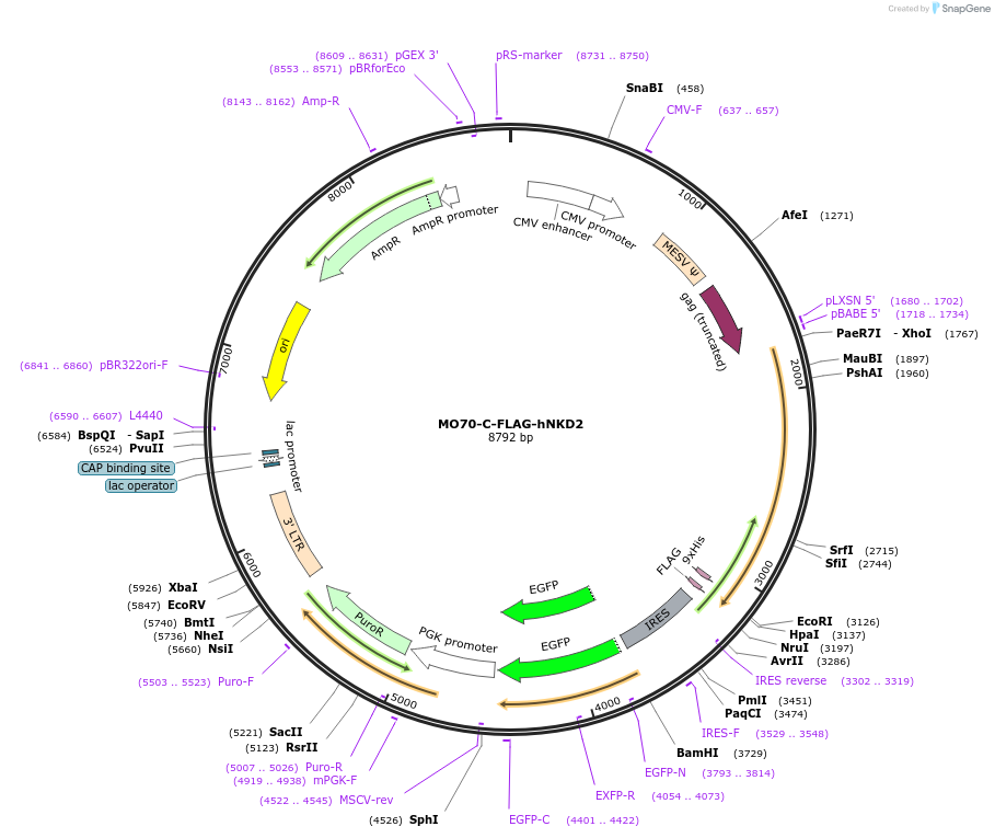 174327-plasmid-map-sequence-id-349813