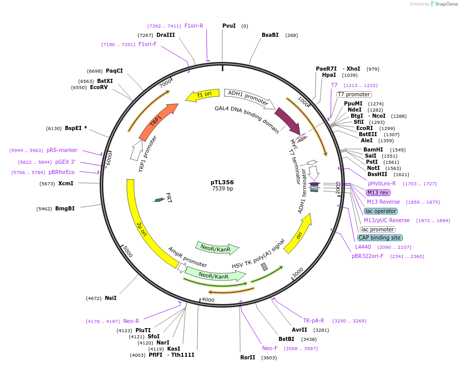 168417-plasmid-map-sequence-id-349815